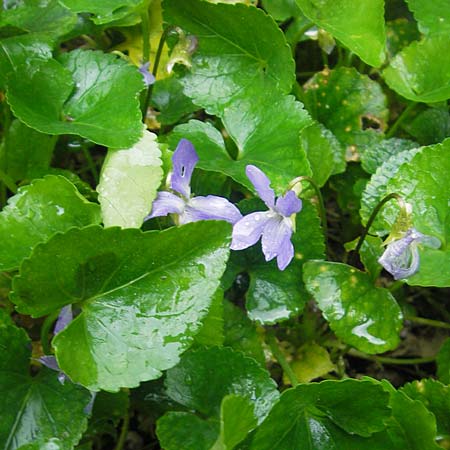 Viola jaubertiana \ Jauberts Veilchen / Jaubert's Violet, Mallorca/Majorca Soller Botan. Gar. 4.4.2012