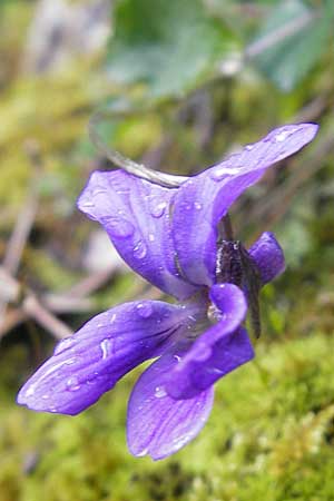 Viola odorata \ Wohlriechendes Veilchen, Mrz-Veilchen / Sweet Violet, Mallorca/Majorca Col de Soller 4.4.2012