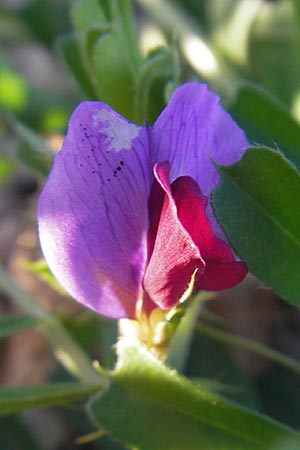 Vicia sativa var. sativa \ Saat-Wicke, Echte Futter-Wicke, Mallorca Pollensa 11.4.2012