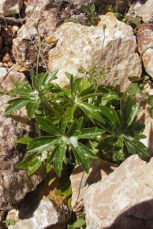 Delphinium pictum \ Gefleckter Rittersporn / Spotted Larkspur, Mallorca/Majorca Pollensa 11.4.2012