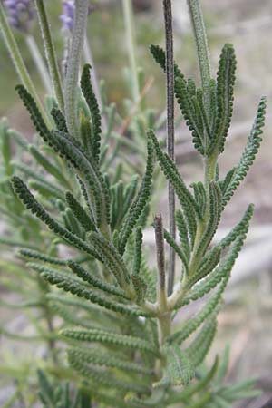 Lavandula dentata \ Gezhnter Lavendel / Spanish Lavender, Mallorca/Majorca Andratx 22.4.2011