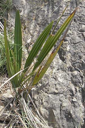 Chamaerops humilis \ Zwerg-Palme / Dwarf Fan Palm, Mallorca/Majorca Sant Elm 29.4.2011