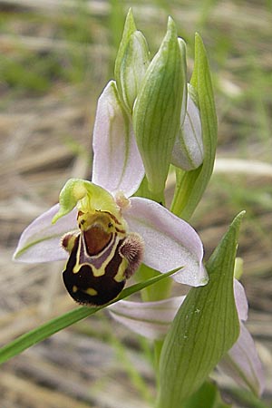 Ophrys apifera / Bee Orchid, Majorca,  Andratx 26.4.2011 
