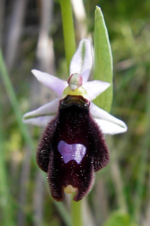 Ophrys balearica \ Balearen-Ragwurz, Mallorca,  S'Arenal 5.4.2012 