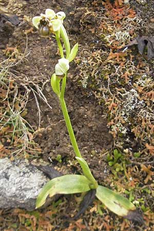 Ophrys bombyliflora \ Bremsen-Ragwurz, Drohnen-Ragwurz, Mallorca,  Andratx 26.4.2011 