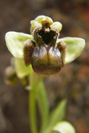 Ophrys bombyliflora \ Bremsen-Ragwurz, Drohnen-Ragwurz / Bumble Bee Orchid, Mallorca/Majorca,  Andratx 26.4.2011 