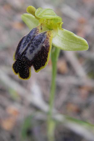 Ophrys fabrella \ Fabrella-Ragwurz / Fabrella Orchid, Mallorca/Majorca,  Sa Raixa 6.4.2012 