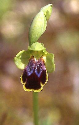 Ophrys fabrella \ Fabrella-Ragwurz / Fabrella Orchid, Mallorca/Majorca,  Santanyi 7.4.2007 (Photo: Helmut Presser)