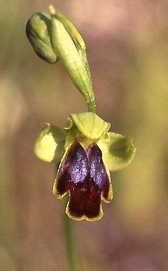 Ophrys fabrella \ Fabrella-Ragwurz / Fabrella Orchid, Mallorca/Majorca,  Santanyi 7.4.2007 (Photo: Helmut Presser)