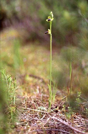 Ophrys fabrella \ Fabrella-Ragwurz / Fabrella Orchid, Mallorca/Majorca,  Santanyi 7.4.2007 (Photo: Helmut Presser)