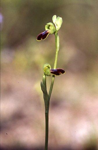 Ophrys fabrella \ Fabrella-Ragwurz / Fabrella Orchid, Mallorca/Majorca,  Ca'n Picafort 1.4.2007 (Photo: Helmut Presser)