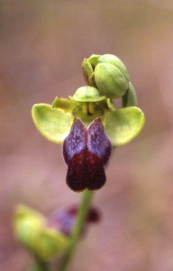 Ophrys fabrella \ Fabrella-Ragwurz / Fabrella Orchid, Mallorca/Majorca,  Ca'n Picafort 1.4.2007 (Photo: Helmut Presser)