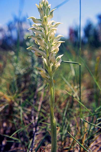 Anacamptis coriophora subsp. fragrans / Fragrant Orchid (Color-Variant), Majorca,  Ca'n Picafort 10.5.1996 (Photo: Christian Schlomann)