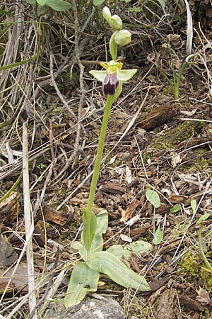 Ophrys fusca s.l. Mallorca \ Braune Ragwurz / Dull Ophrys, Mallorca/Majorca,  Andratx 3.4.2012 