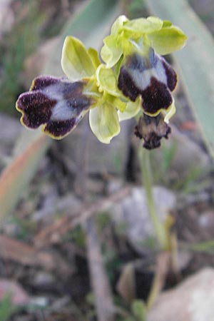 Ophrys fabrella \ Fabrella-Ragwurz / Fabrella Orchid, Mallorca/Majorca,  Tolleric 8.4.2012 