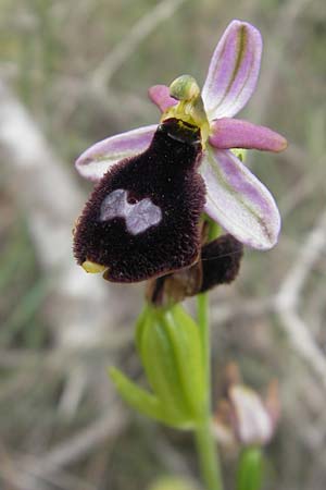 Ophrys balearica / Balearic Orchid, Majorca,  S'Arenal 25.4.2011 