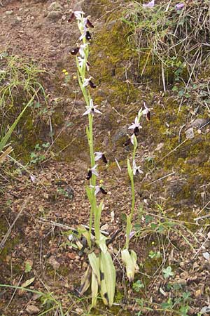 Ophrys balearica / Balearic Orchid, Majorca,  Andratx 26.4.2011 