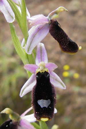 Ophrys balearica \ Balearen-Ragwurz / Balearic Orchid, Mallorca/Majorca,  Andratx 26.4.2011 