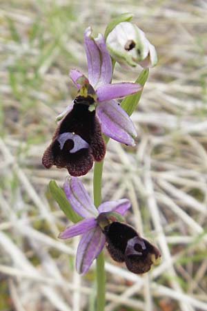 Ophrys balearica \ Balearen-Ragwurz, Mallorca,  Andratx 26.4.2011 