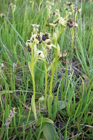 Ophrys bombyliflora \ Bremsen-Ragwurz, Drohnen-Ragwurz, Mallorca,  Pollensa 11.4.2012 