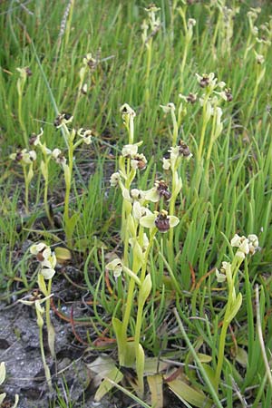 Ophrys bombyliflora \ Bremsen-Ragwurz, Drohnen-Ragwurz / Bumble Bee Orchid, Mallorca/Majorca,  Pollensa 11.4.2012 