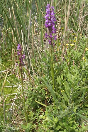 Anacamptis palustris subsp. robusta \ Robustes Sumpf-Knabenkraut / Robust Marsh Orchid, Mallorca/Majorca,  S'Albufera 30.4.2011 