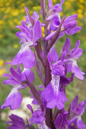 Anacamptis palustris subsp. robusta \ Robustes Sumpf-Knabenkraut / Robust Marsh Orchid, Mallorca/Majorca,  S'Albufera 30.4.2011 