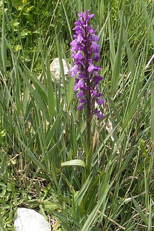 Anacamptis palustris subsp. robusta \ Robustes Sumpf-Knabenkraut / Robust Marsh Orchid, Mallorca/Majorca,  S'Albufera 30.4.2011 