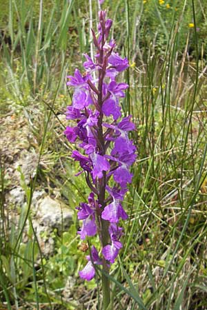 Anacamptis palustris subsp. robusta \ Robustes Sumpf-Knabenkraut / Robust Marsh Orchid, Mallorca/Majorca,  S'Albufera 30.4.2011 