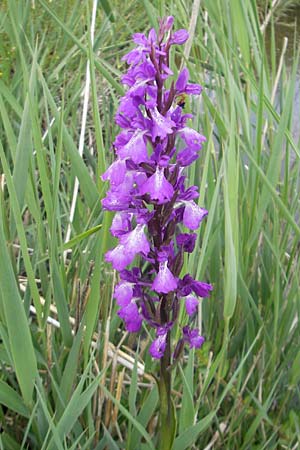 Anacamptis palustris subsp. robusta \ Robustes Sumpf-Knabenkraut / Robust Marsh Orchid, Mallorca/Majorca,  S'Albufera 30.4.2011 