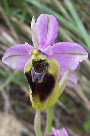 Ophrys spectabilis \ Spektakuläre Wespen-Ragwurz / Spectacular Sawfly Orchid, Mallorca/Majorca,  Andratx 23.4.2011 