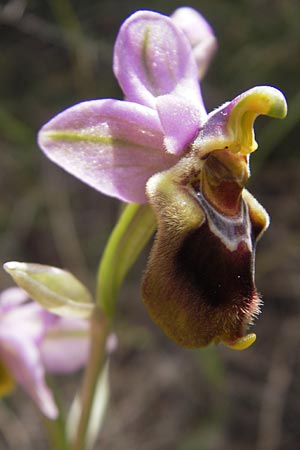 Ophrys spectabilis \ Spektakuläre Wespen-Ragwurz / Spectacular Sawfly Orchid, Mallorca/Majorca,  Punta de n'Amer 25.4.2011 