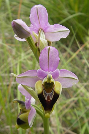 Ophrys spectabilis \ Spektakuläre Wespen-Ragwurz / Spectacular Sawfly Orchid, Mallorca/Majorca,  Andratx 26.4.2011 