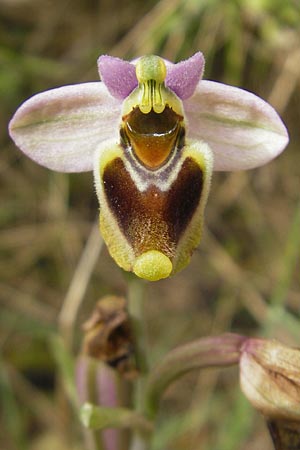 Ophrys tenthredinifera subsp. tenthredinifera \ Frühblühende Wespen-Ragwurz / Sawfly Orchid, Mallorca/Majorca,  Andratx 23.4.2011 