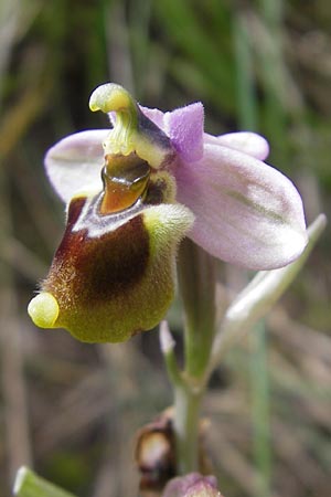 Ophrys tenthredinifera \ Frühblühende Wespen-Ragwurz / Sawfly Orchid, Mallorca/Majorca,  Andratx 23.4.2011 