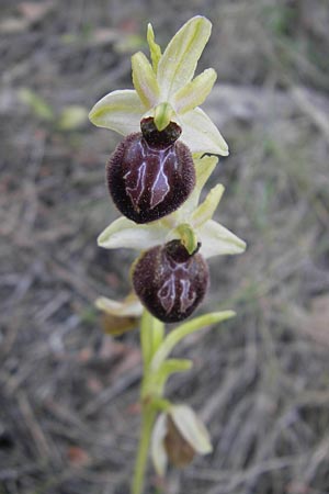 Ophrys incubacea \ Schwarze Ragwurz, Mallorca,  Port de Andratx 9.4.2012 