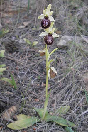 Ophrys incubacea \ Schwarze Ragwurz, Mallorca,  Port de Andratx 9.4.2012 