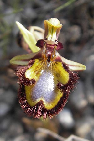 Ophrys speculum / Mirror Orchid, Majorca,  Betlem 28.4.2011 