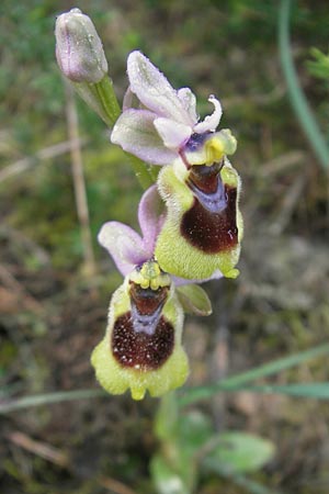 Ophrys tenthredinifera subsp. tenthredinifera \ Frühblühende Wespen-Ragwurz / Sawfly Orchid, Mallorca/Majorca,  Port de Andratx 3.4.2012 