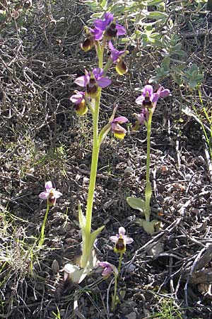 Ophrys tenthredinifera subsp. tenthredinifera \ Frühblühende Wespen-Ragwurz / Sawfly Orchid, Mallorca/Majorca,  Port de Andratx 9.4.2012 