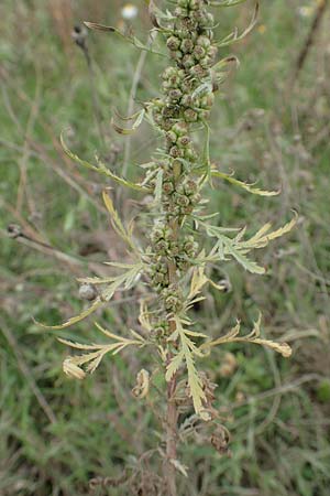 Artemisia biennis / Biennial Wormwood, NL Zuid-Limburg, Meers 28.9.2017