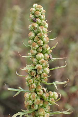 Artemisia biennis \ Zweijhriger Beifu, NL Zuid-Limburg, Meers 28.9.2017