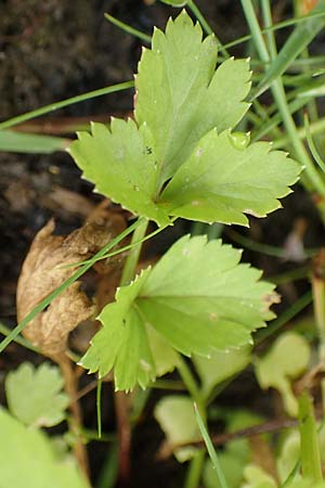 Apium graveolens \ Sellerie, NL St. Philipsland 14.8.2015