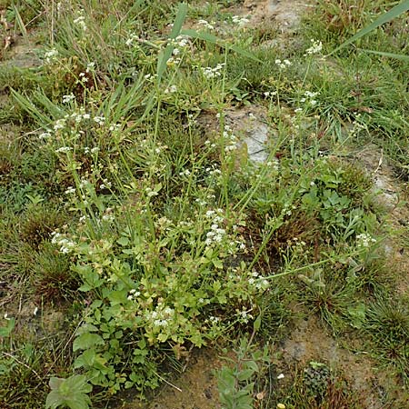 Apium graveolens \ Sellerie, NL St. Philipsland 14.8.2015