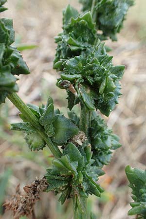 Atriplex littoralis \ Strand-Melde, NL St. Philipsland 14.8.2015