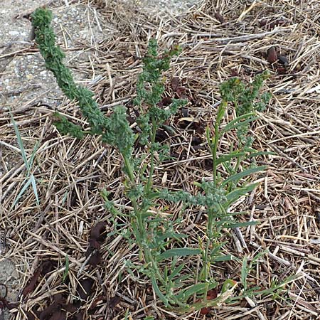 Atriplex littoralis \ Strand-Melde / Grassleaf Orache, NL St. Philipsland 14.8.2015