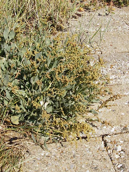 Halimione portulacoides \ Portulak-Keilmelde, Strand-Salzmelde / Sea Purslane, NL Reimerswaal 8.8.2015