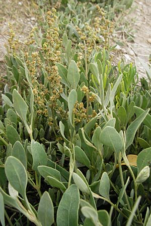 Halimione portulacoides \ Portulak-Keilmelde, Strand-Salzmelde / Sea Purslane, NL Cadzand-Bad 11.8.2015