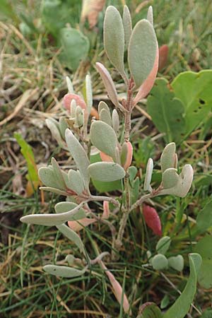 Halimione portulacoides \ Portulak-Keilmelde, Strand-Salzmelde, NL Cadzand-Bad 11.8.2015