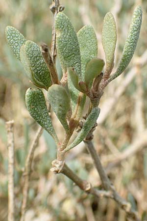 Halimione portulacoides \ Portulak-Keilmelde, Strand-Salzmelde / Sea Purslane, NL Cadzand-Bad 11.8.2015